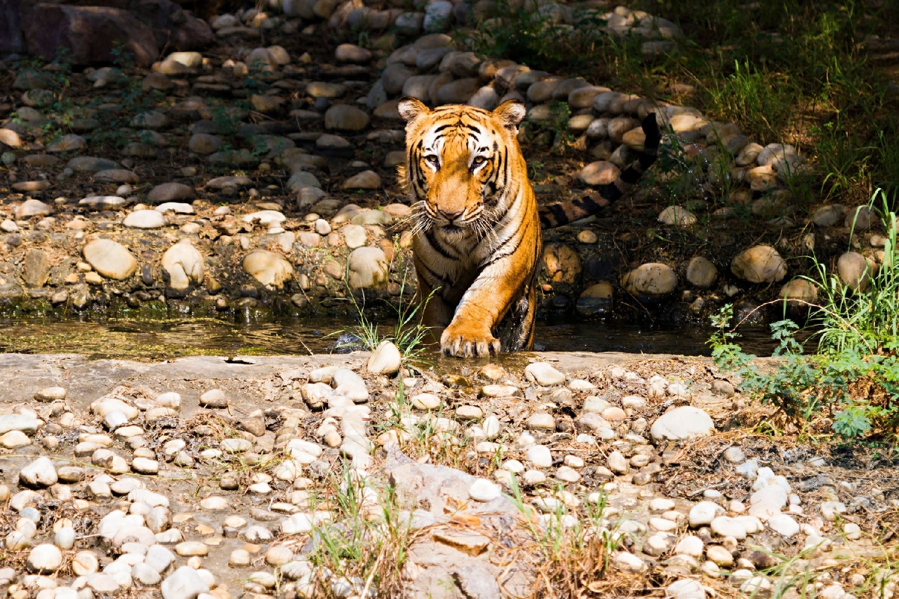A Brief Guide On The Best Time To Visit & How To Reach Ranthambore National Park