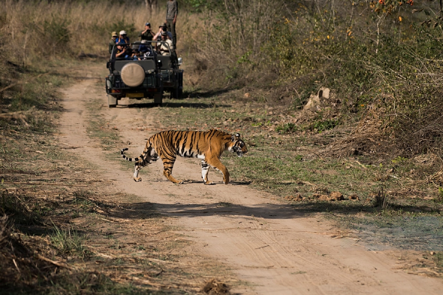 Tiger In Ranthambore