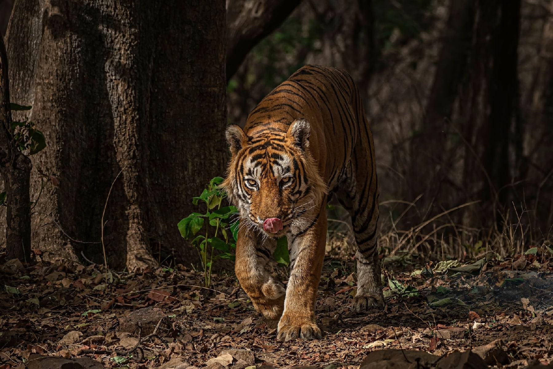 Safari Zones In Ranthambore National Park For Tiger Spotting