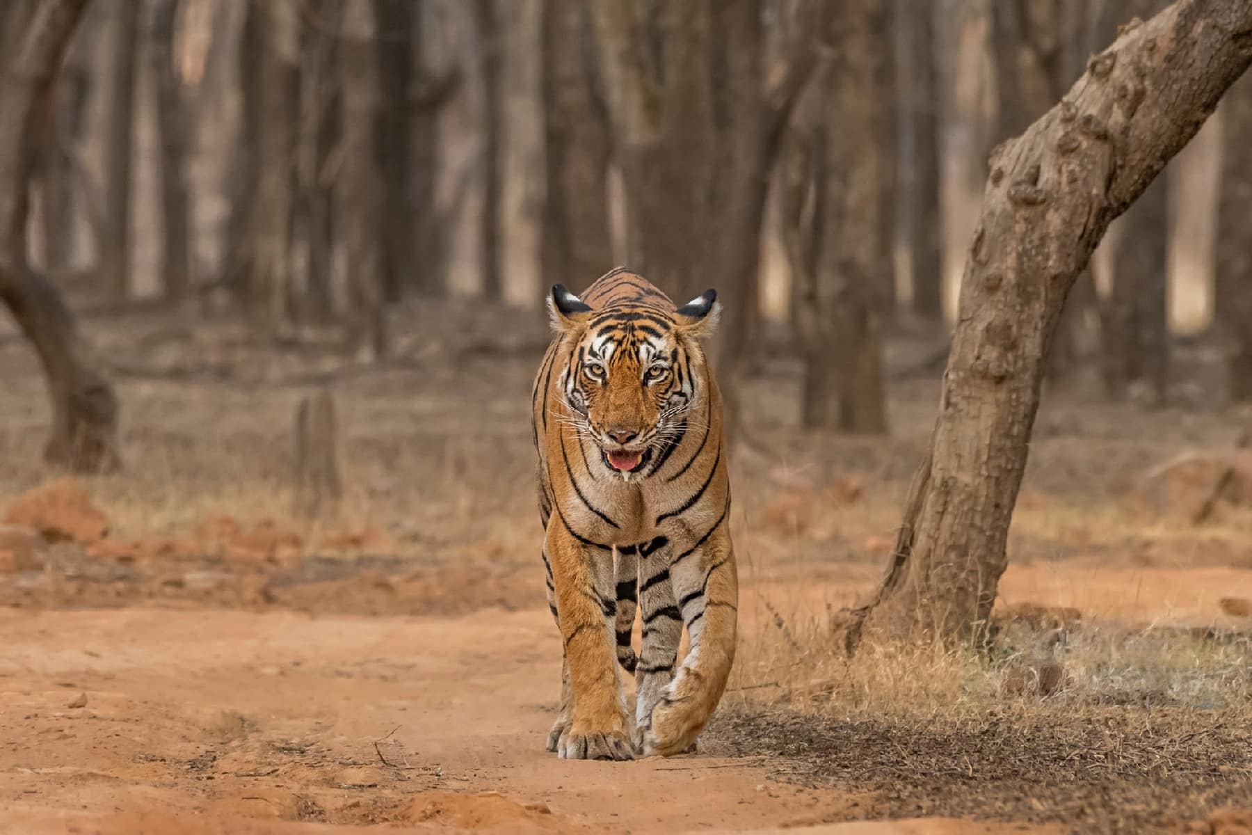 Ranthambore Itinerary | Top Places To Explore In Ranthambore