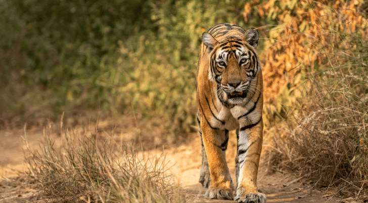 Royal Bengal Tiger | Ranthambore National Park