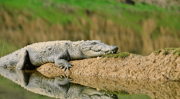 Crocodile resting on the banks of the Chambal River at Palighat, Ranthambore